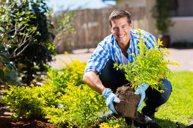 Boxwood Planting in Honolulu, HI